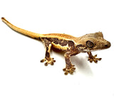 PASSION FRUIT LILY WHITE CRESTED GECKO BABY