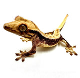 AUTUMN LATTE LILY WHITE CRESTED GECKO BABY