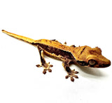APPLE BUTTER LILY WHITE CRESTED GECKO BABY