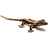 CHARRED SQUASH LILY WHITE CRESTED GECKO BABY