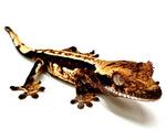 CANDY CASCADE PINSTRIPE CRESTED GECKO BABY