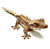 SALTED CARMEL SURPRISE LILY WHITE CRESTED GECKO