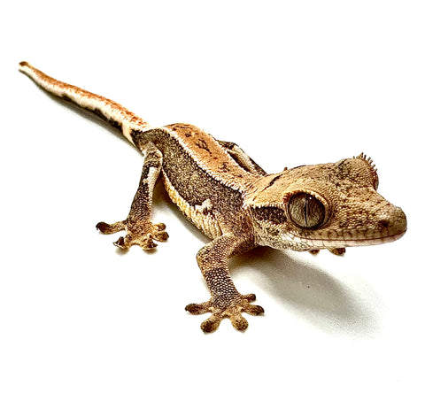 SALTED CARMEL SURPRISE LILY WHITE CRESTED GECKO
