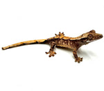 CITRUS SATURATION CRESTED GECKO BABY