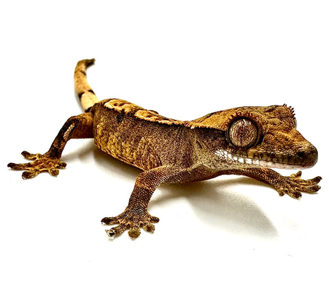 CHARRED CORN CRESTED GECKO BABY