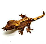 CHARRED CORN CRESTED GECKO BABY