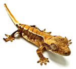 SLAMMIN YAM LILY WHITE CRESTED GECKO BABY