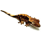 CANDIED APRICOT CRESTED GECKO BABY