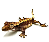CANDIED APRICOT CRESTED GECKO BABY