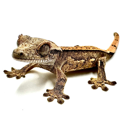 HEAVENLY HARVEST PINSTRIPE CRESTED GECKO BABY