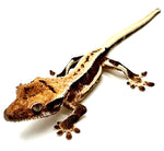 PEPPERMINT MOCHA LILY WHITE CRESTED GECKO BABY
