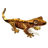 FALLING LEAVES CRESTED GECKO BABY