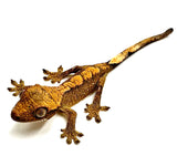 FALLING LEAVES CRESTED GECKO BABY
