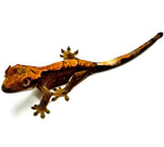 JAMMIN YAM CRESTED GECKO BABY