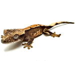 CANDIED PLUM PINSTRIPE CRESTED GECKO BABY