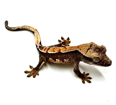CANDIED PLUM PINSTRIPE CRESTED GECKO BABY