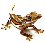 WHITE CHRISTMAS LILY WHITE CRESTED GECKO BABY
