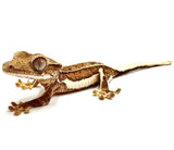 WHITE CHRISTMAS LILY WHITE CRESTED GECKO BABY