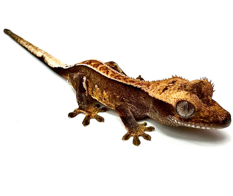 EVENING FIRE PINSTRIPE CRESTED GECKO BABY