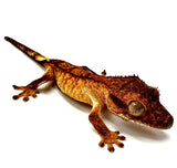 COPPER TOP CRESTED GECKO BABY