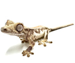 SNOW SHOWER LILY WHITE CRESTED GECKO BABY