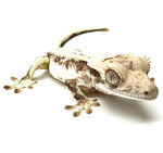 BANANA CREAM PIE LILY WHITE CRESTED GECKO BABY