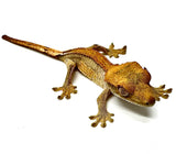 CITRUS SOLID STRIPE CRESTED GECKO BABY