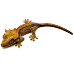 CITRUS SOLID STRIPE CRESTED GECKO BABY