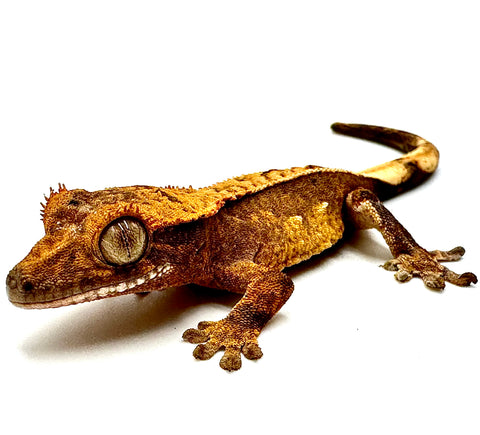 GREAT GOLDENBERRY PINSTRIPE CRESTED GECKO BABY