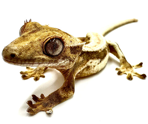 BANANA BREAD PUDDING LILY WHITE CRESTED GECKO BABY
