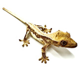 BANANA BREAD PUDDING LILY WHITE CRESTED GECKO BABY