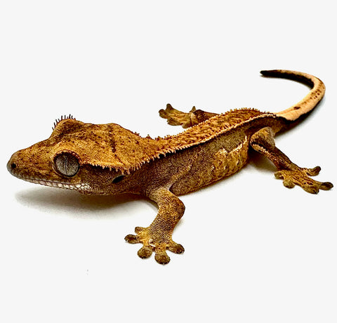 PASSIONFRUIT RADIANCE PINSTRIPE CRESTED GECKO BABY