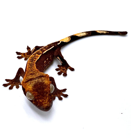 TWILIGHT STORM PINSTRIPE CRESTED GECKO BABY