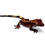 TWILIGHT STORM PINSTRIPE CRESTED GECKO BABY