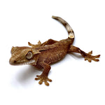 BABY MOCHA MADNESS CRESTED GECKO