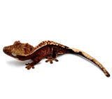 BABY CHERRY SCORCH CRESTED GECKO