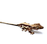 BABY CREAM PUFF LILY WHITE CRESTED GECKO