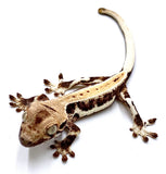 BABY CREAM PUFF LILY WHITE CRESTED GECKO