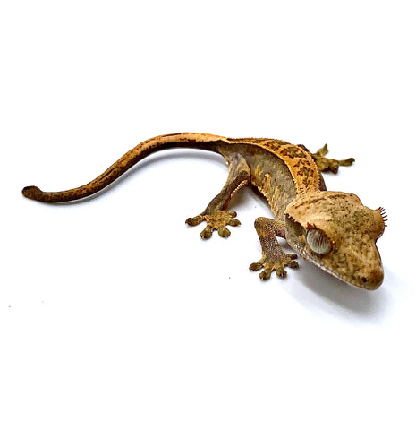 BABY FALL SUNSET TRI-STRIPE CRESTED GECKO