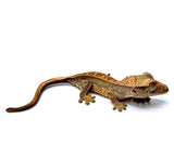 BABY FALL SUNSET TRI-STRIPE CRESTED GECKO