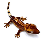 BABY SCORCHED ORANGE PARTIAL PINSTRIPE CRESTED GECKO