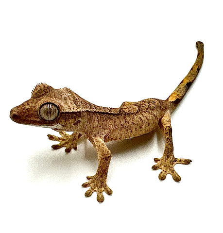 BABY PEANUT BUTTER BRINDLE CRESTED GECKO