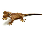 BABY PEANUT BUTTER BRINDLE CRESTED GECKO