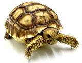 Baby Sulcata Tortoise