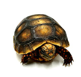 BABY REDFOOT TORTOISE