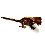 BABY RED WAVE CRESTED GECKO