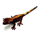 BABY RED WAVE CRESTED GECKO