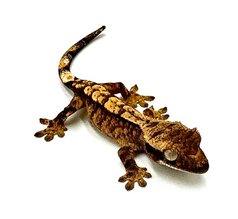 BABY HEATH MADNESS TIGER CRESTED GECKO