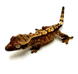 BABY HEATH MADNESS TIGER CRESTED GECKO