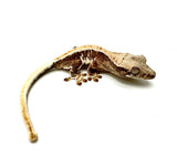 BABY COCOA WHIP LILY WHITE CRESTED GECKO